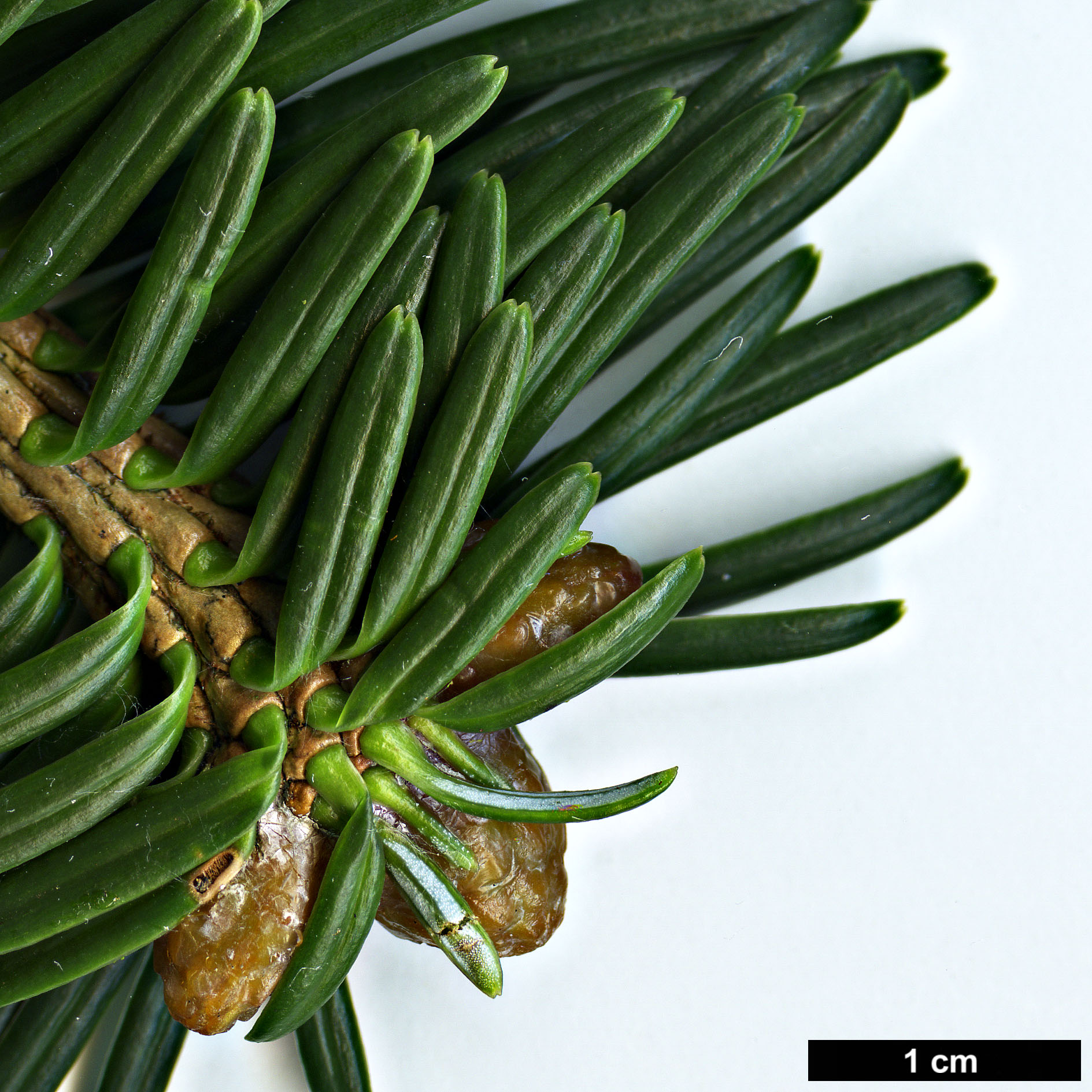 High resolution image: Family: Pinaceae - Genus: Abies - Taxon: spectabilis